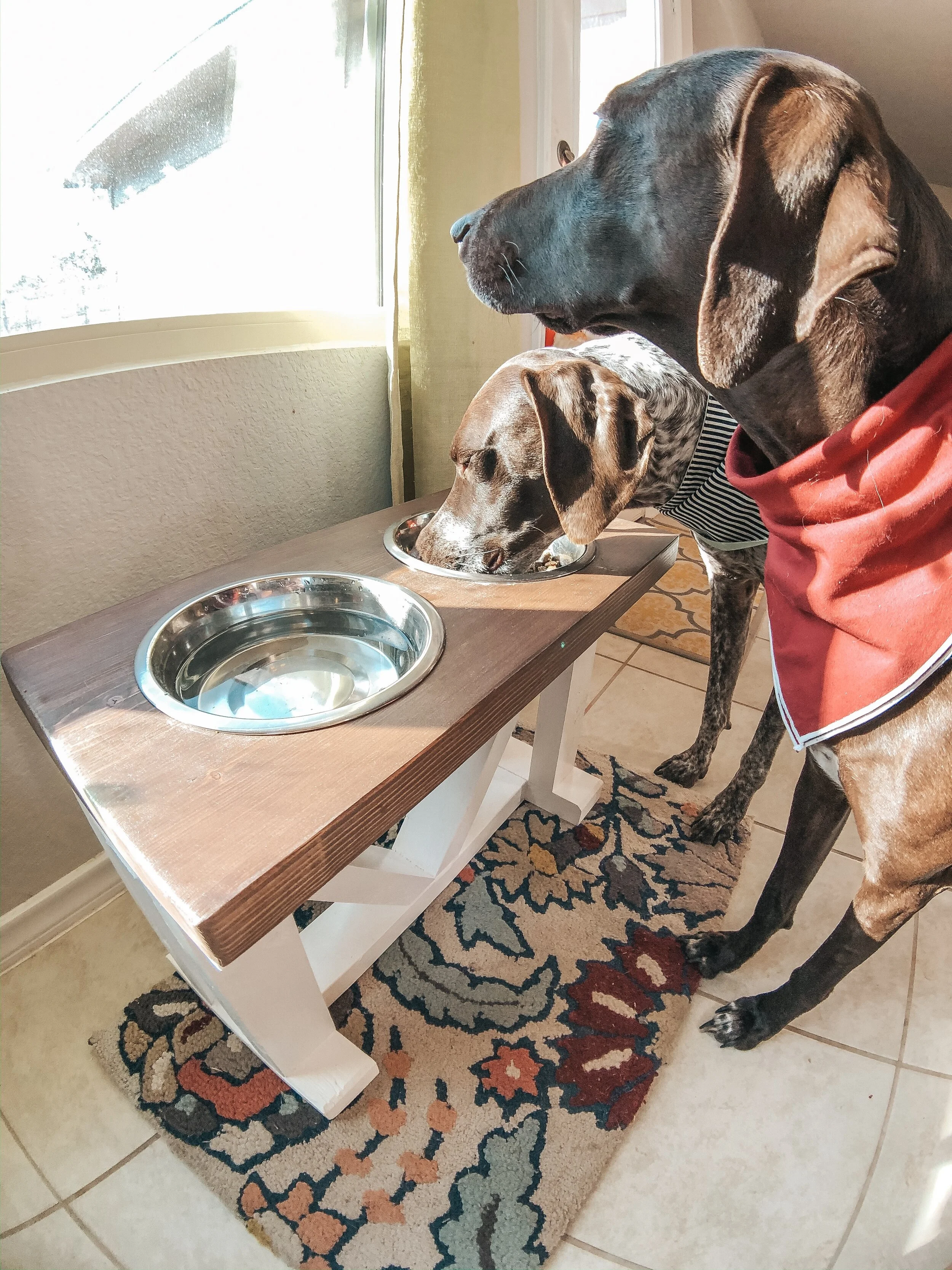 Custom dog feeders online